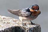Pacific Swallow, Thale Noi, Phattalung, Thailand - Click for larger image