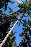 Palm trees on Ko Yo - Click for larger image