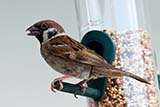 A hungry Thai sparrow feeding at my bird feeder - Click for larger image