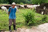 Man herding cows in Sukhothai, Thailand - Click for larger image