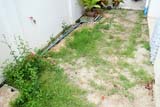 Tatty garden - Click for larger image
