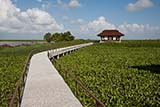 Wetlands path, Thale Noi, Phattalung, Thailand - Click for larger image
