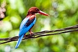 White-throated kingfisher - Click for larger image