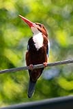 White-throated kingfisher - Click for larger image
