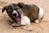 Yawning pup - Click for larger image